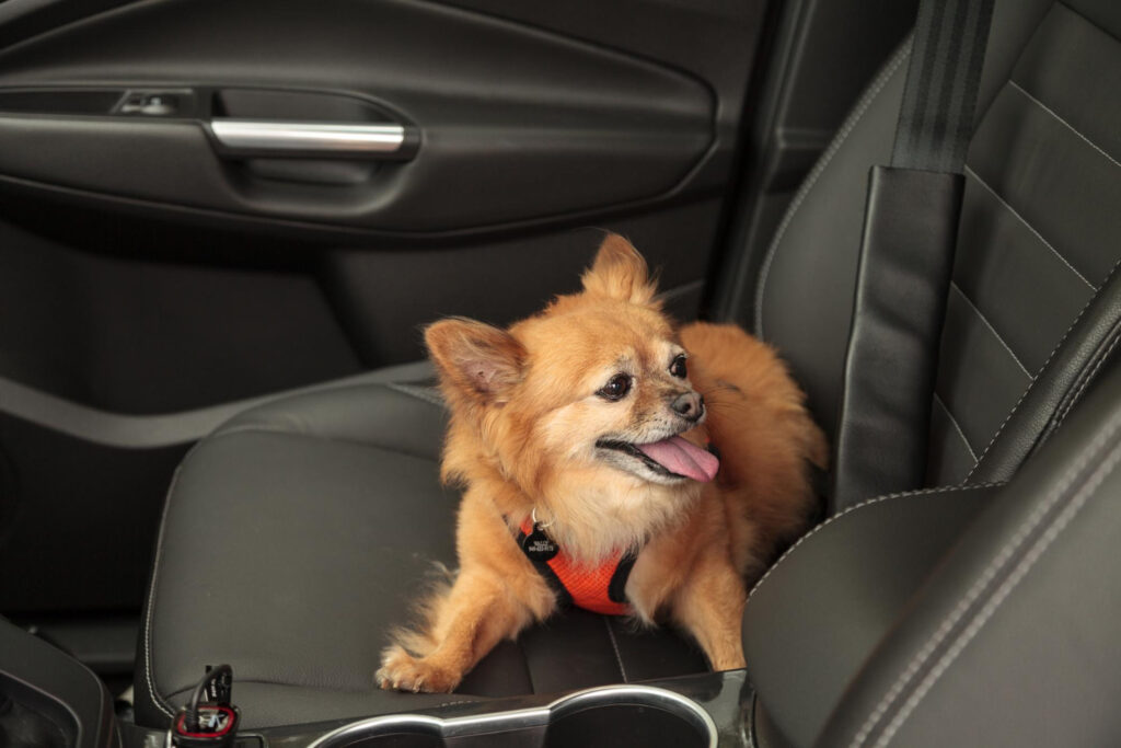 remove pet hair