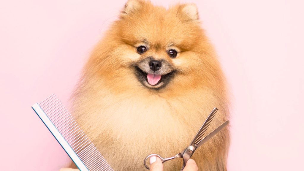 How to Prevent Pet Hair Buildup in the Future