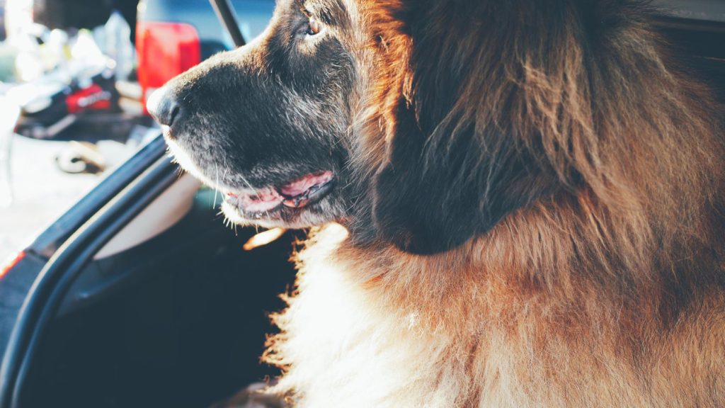Why does Pet Hair stick firmly to Car Carpets?