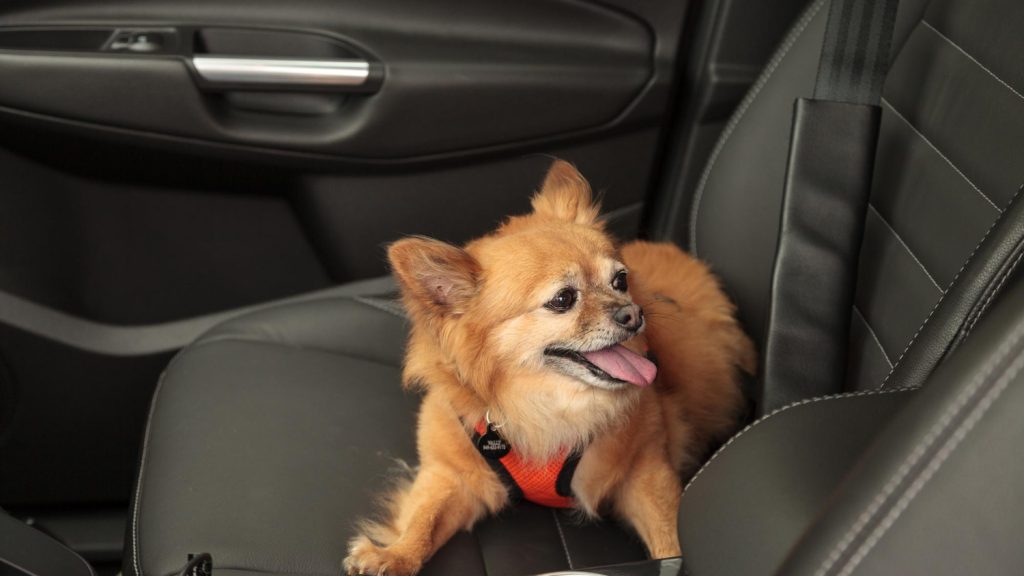 remove pet hair